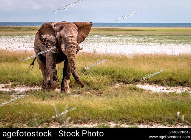Big Elephant bull walking towards the camera in the Etosha National Park, Namibia
