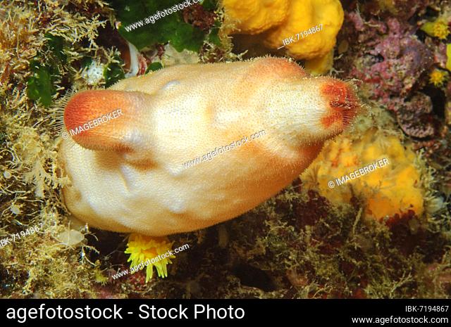 Red sea squirt (Halocynthia papillosa), Mediterranean Sea, Sicily, Italy, Europe