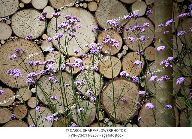 Verbena, Brazilian verbena, Purple top, Verbena bonariensis in front of a wall of stacked cut logs. Part of Wild in the City garden designed by Charlotte...