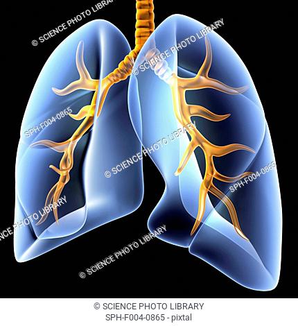 Lungs, computer artwork. Both the bronchial tree, the network of airways serving both lungs, and the overall shape of the lungs, is shown here