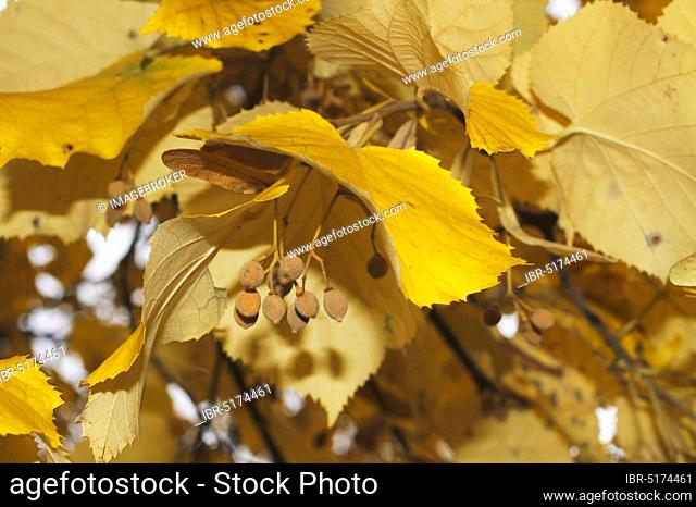 Silver Lime (Tilia tomentosa), Lower Saxony, Germany, Europe