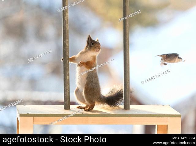 red squirrels with a pole looking at a nuthatch