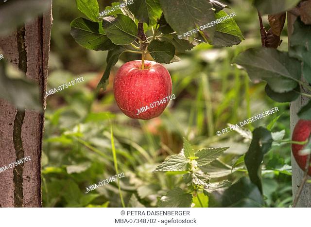A single ripe red apple in an apple orchard