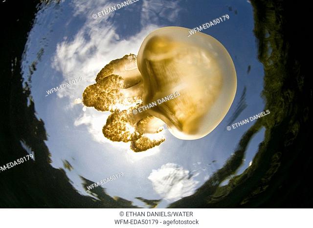 Endemic Jellyfish species of Palau, Mastigias papua etpisoni, Micronesia, Pacific Ocean, Palau