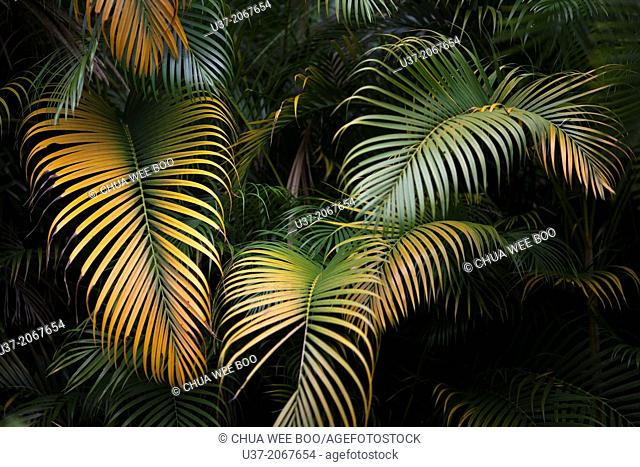 Yellow palm leaves. Image taken at MBKS Botanical Garden, Kuching, Sarawak, Malaysia