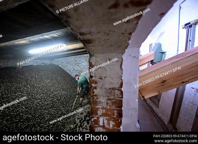 PRODUCTION - 28 July 2023, Saxony-Anhalt, Annaburg: Forestry worker Robin Ettlich distributes emptied pine cones in a storage room of the Saxony-Anhalt state...