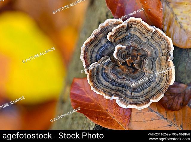 01 November 2023, Brandenburg, Bremsdorf: A tree fungus of the species Schmetterlings-Tramete, also known as Bunte Tramete or Schmetterlingsporling is seen on...