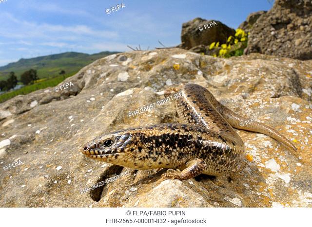 Ocellated Skink (Chalcides ocellatus) adult, on rock in habitat, Sicily, Italy, April
