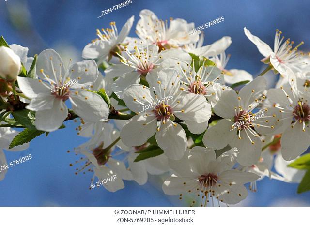 Prunus cerasifera, Wildpflaume, Cherry plum