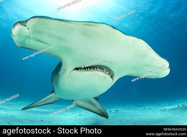 Great Hammerhead Shark, Sphyrna mokarran, Bimini, Bahamas