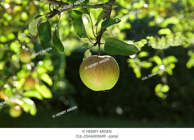 Apples in morning sun