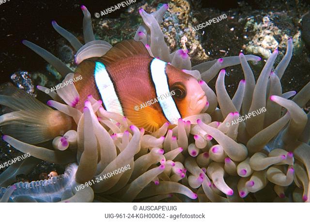 Yellowtail clownfish (Amphiprion clarkii), showing its pale night colour pattern, in its host Sea anemone (Heteractis crispa)