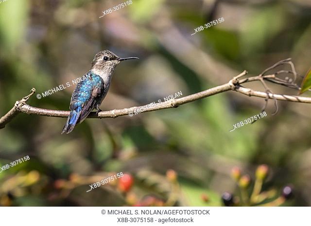 A wild adult female bee hummingbird, Mellisuga helenae, Zapata National Park, Cuba