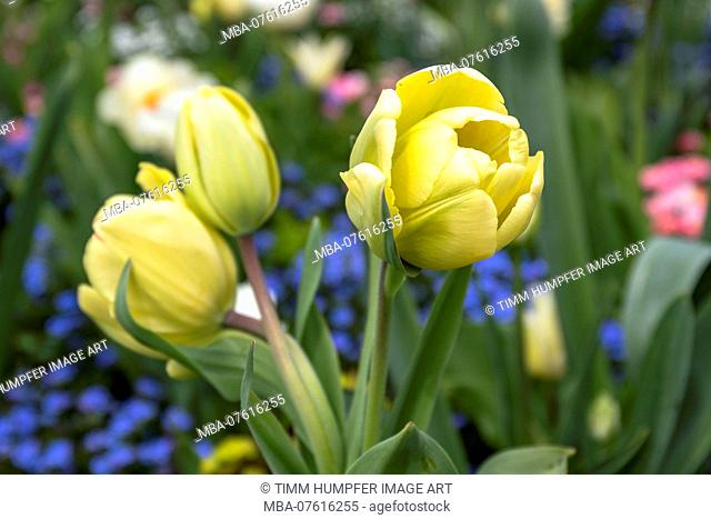 Germany, Baden-Wuerttemberg, Constance, Lake Constance, Mainau Island, Yellow tulips on Mainau flower island in spring