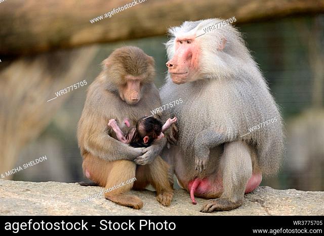 Hamadryas baboons (Papio hamadryas) with baby in Augsburg Zoo, Germany