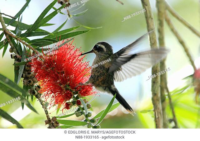 Speckled Hummingbird Venezuela