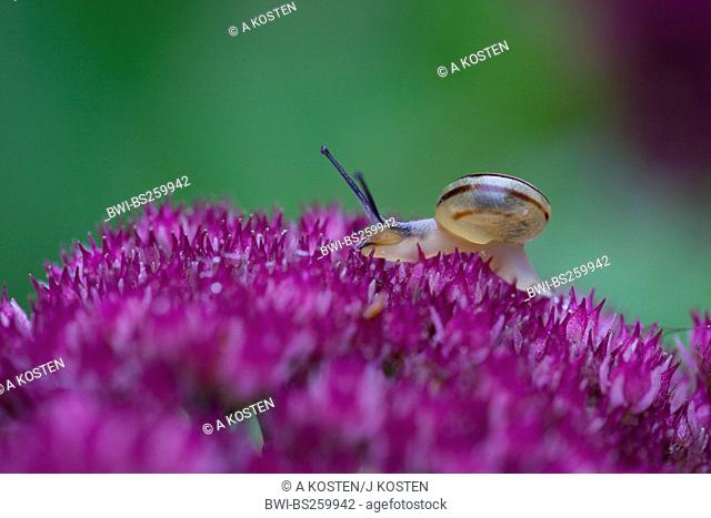 brown-lipped snail, grove snail, grovesnail, English garden snail, larger banded snail, banded wood snail Cepaea nemoralis, creeping on violet flowers, Germany