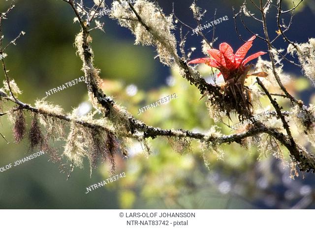 Red bromelia and lichen, Costa Rica