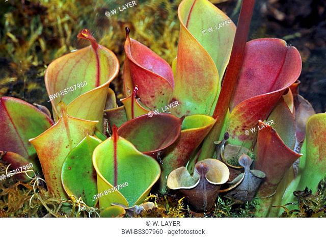 sun pitcher (Heliamphora heterodoxa), leaftraps