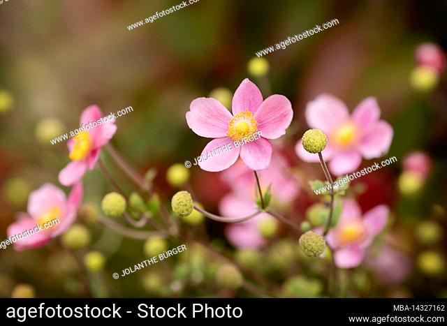 Flower, Anemone hupehensis