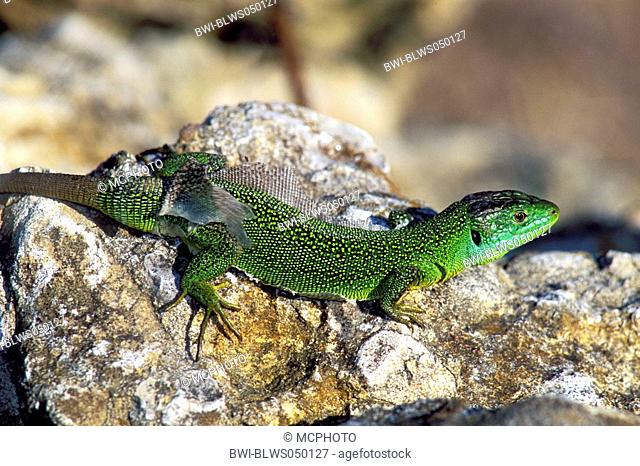Western Green Lizard Lacerta bilineata, skinning, Germany