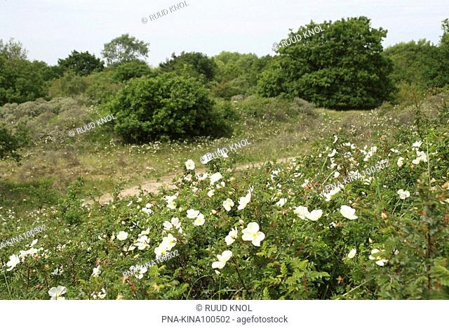 Burnet Rose Rosa pimpinellifolia - Meijendel, South Holland, The Netherlands, Holland, Europe