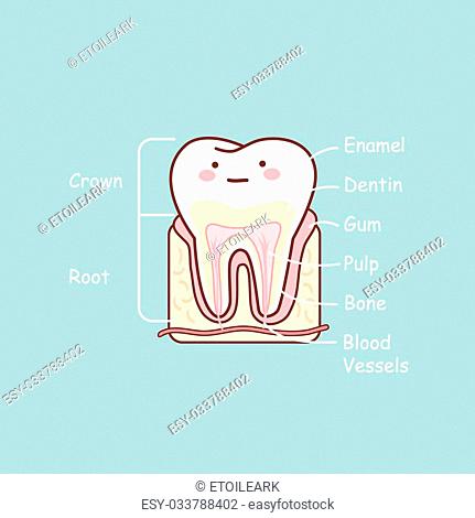 cute cartoon dentist doctor with tooth, great for health dental care  concept, Stock Vector, Vector And Low Budget Royalty Free Image. Pic.  ESY-052263222 | agefotostock