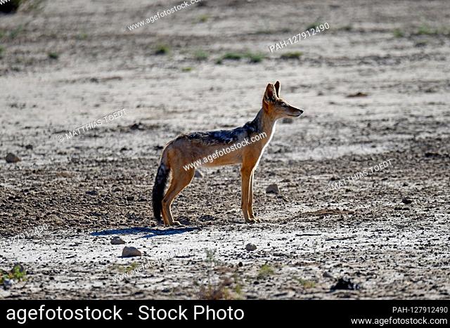 A jackal (Canis mesomelas) in the Kgalagadi Transfrontier National Park, taken on February 25th, 2019. The Kgalagadi Transfrontier National Park was created in...
