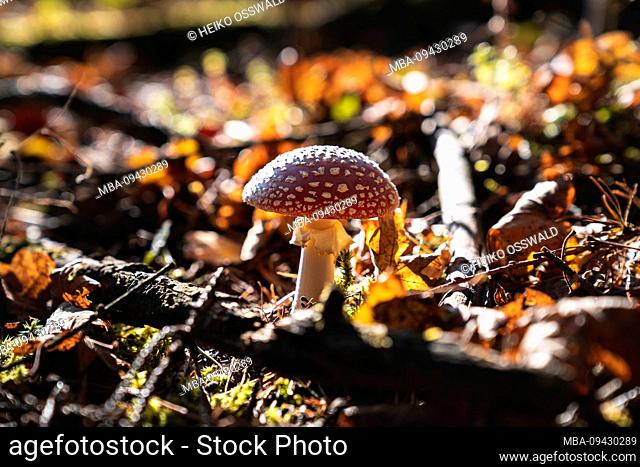Fly agaric, Amanita muscaria, red, forest, Germany, Europe