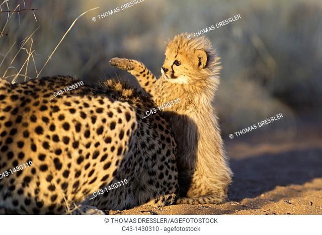 Cheetah Acinonyx jubatus - Playful 40 days old male cub next to its mother in the early morning  Photographed in captivity on a farm  Namibia