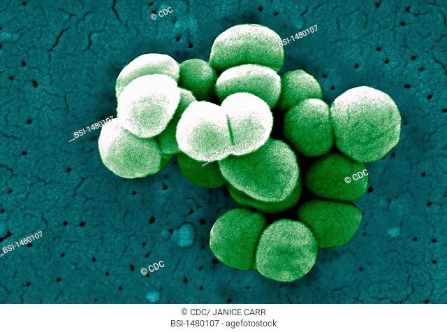 MICROCOCCUS LUTEUS Micrococcus luteus, scanning electron micrograph colorized SEM, x 21 930 Micrococcus luteus is Gram-positive coccus, strict aerobe