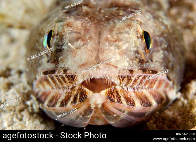 Slender Lizardfish (Saurida gracilis) adult, close-up of head, Padar Island, Komodo N. P. Lesser Sunda Islands, Indonesia, Asia