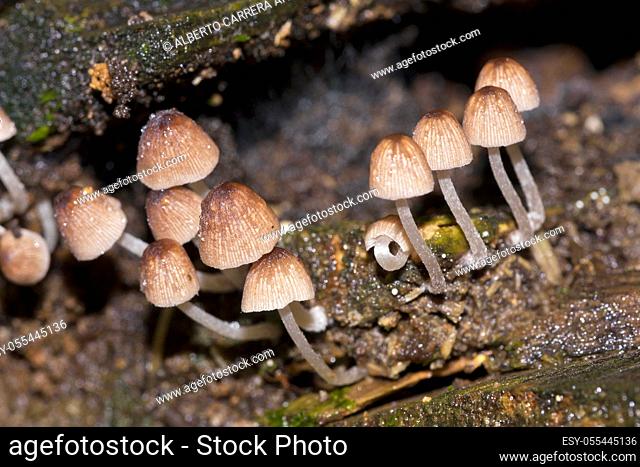 Mushrooms, Tropical Rainforest, Marino Ballena National Park, Uvita de Osa, Puntarenas, Costa Rica, Central America, America