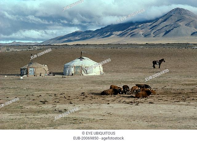 Typical poor herders yurts on northern edge of the Gobi with cattle in foreground and tethered horse