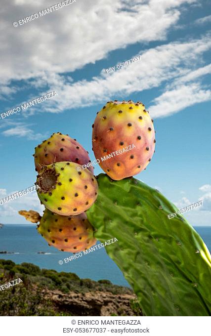 cactus branch with prickly pears, with sunny seascape background