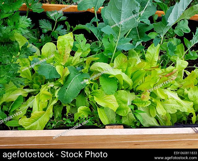 Hochbeet, Brassica oleracea, Salat