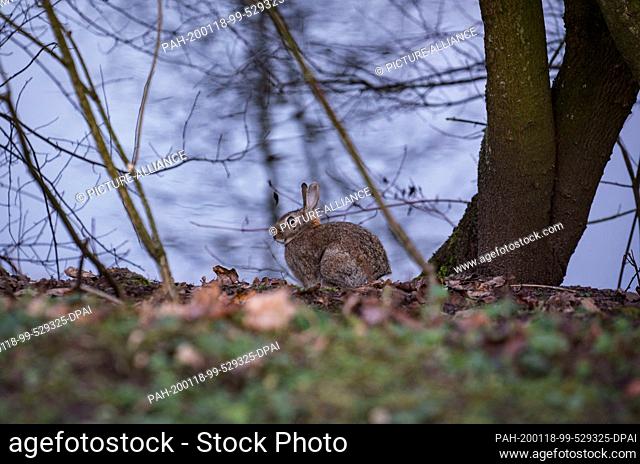 18 January 2020, Hessen, Rüsselsheim: A rabbit sits at the edge of a bush near a small river in the evening, where walkers had found a baby wrapped in a towel...
