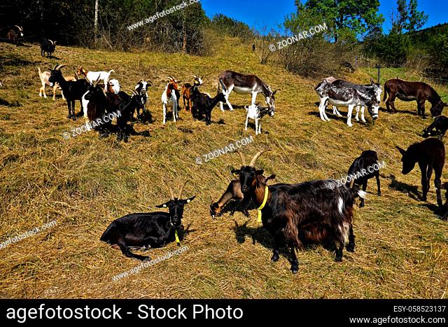 Ziegen und Esel auf der Schwäbischen Alb, Goats and Donkeys in the pasture, Equus asinus asinus, Capra aegagrus hircus