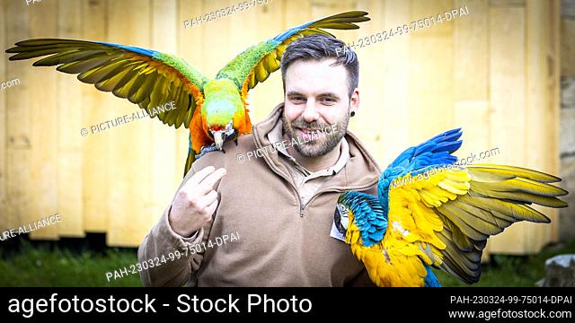 24 March 2023, Lower Saxony, Hanover: Macaws Inka (l) and Lorenzoo (r) sit on the shoulder and arm of zoo keeper Revin Meyer at Hannover Adventure Zoo