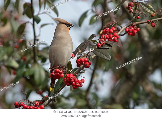 Bohemian Waxwing-Bombycilla garrulus perched on Cotoneaster Berries. Winter. Uk