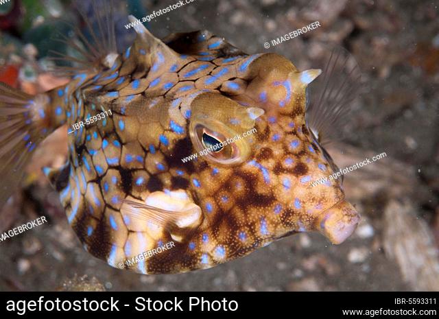Cowfish, Longhorn Casefish, Cowfish, Cowfish, Longhorn Casefish, Cowfish, Horned Cowfish, Horned Cowfish, Other Animals, Fish, Perch-like, Animals, Long
