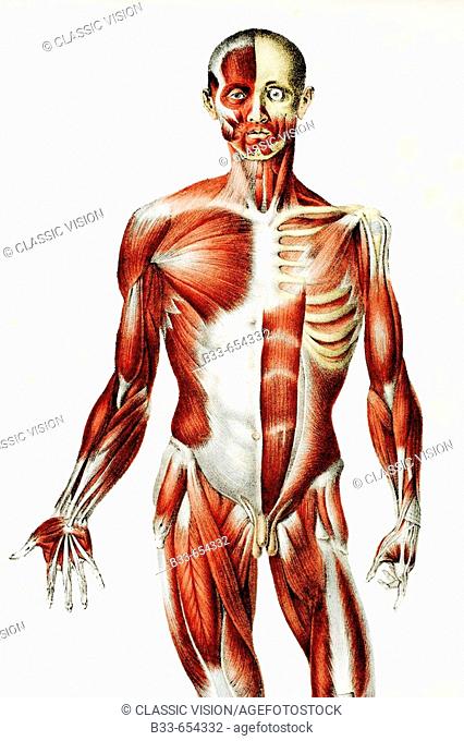 Front of the male human body showing muscles sinews and bones from The Vessels of the Human Body edited by Jones Quain and William Wilson published London by...