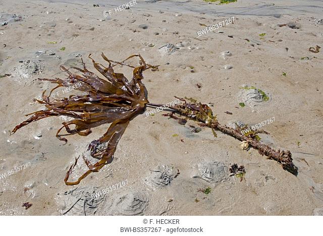 Mirkle, Kelpie, Liver weed, Pennant weed, Strapwrack, Cuvie, Tangle, Split whip wrack, Oarweed (Laminaria hyperborea), washed up on the beach, Germany