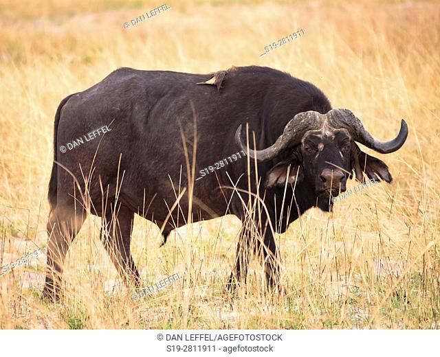 Botswana. Cape Buffalo