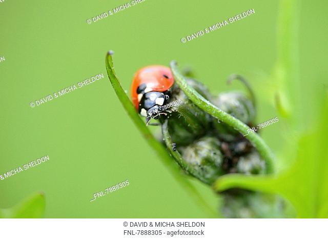 Headline: Seven-spot ladybird (Coccinella septempunctata) on a plant
