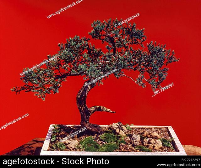 Bonsai (Juniperus) Prostrata Style:Informal Upright, India, Asia