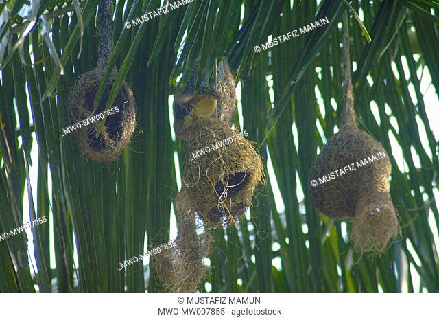 Weaver Bird or babuipakhi makes nests on Coconut tree Ramu, Cox’s Bazar, Bangladesh June 2, 2007