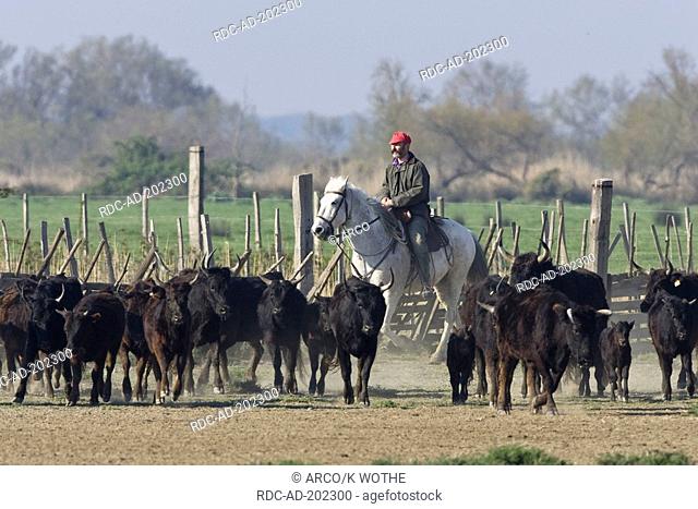 Man on Camargue Horse, driving Spanish Cattle, bulls, Camargue, Southern France