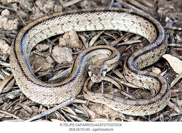 Rhinechis scalaris, called also Ladder snake, Spain