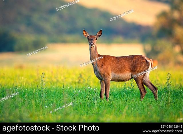 Tense red deer hind with warm light on a summer evening facing camera with copyspace. Female wild mammal animal standing on green meadow with selective focus